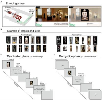 Remembering a Virtual Museum Tour: Viewing Time, Memory Reactivation, and Memory Distortion